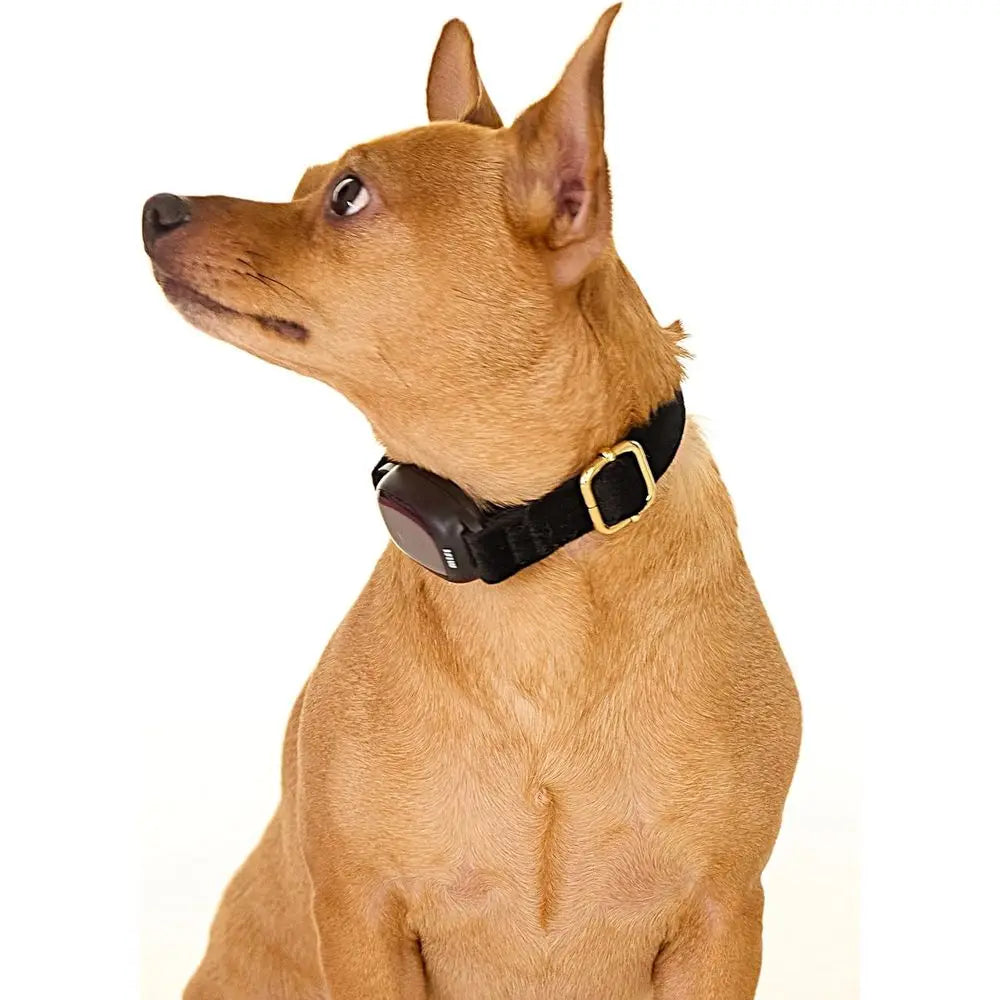 Adjustable No Shock Bark Collar for Small, Medium, Large Dogs with Remote, Automatic Bark Control, Rechargeable, Dog Training, A
